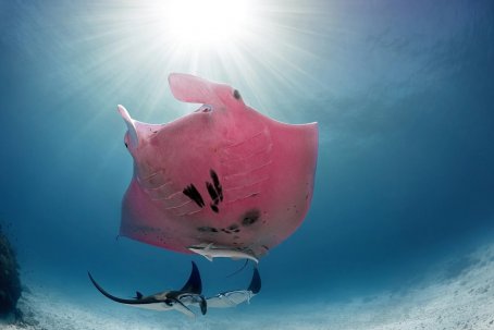 Perché la manta rosa è una creatura misteriosa?