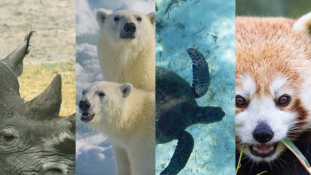 I 10 animali a rischio di estinzione